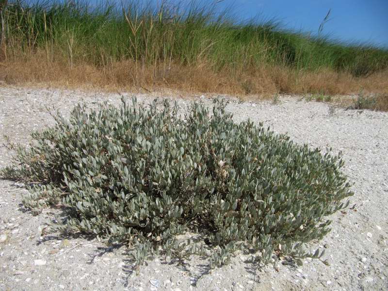 Halimione (=Atriplex) portulacoides  / Atriplice portulacoide